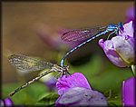 2_damselflies.jpg
