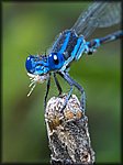 DSC_0147.jpg