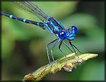 DSC_0567.jpg