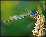 DSC_1525.jpg