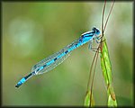 blue_fly3_filtered.jpg