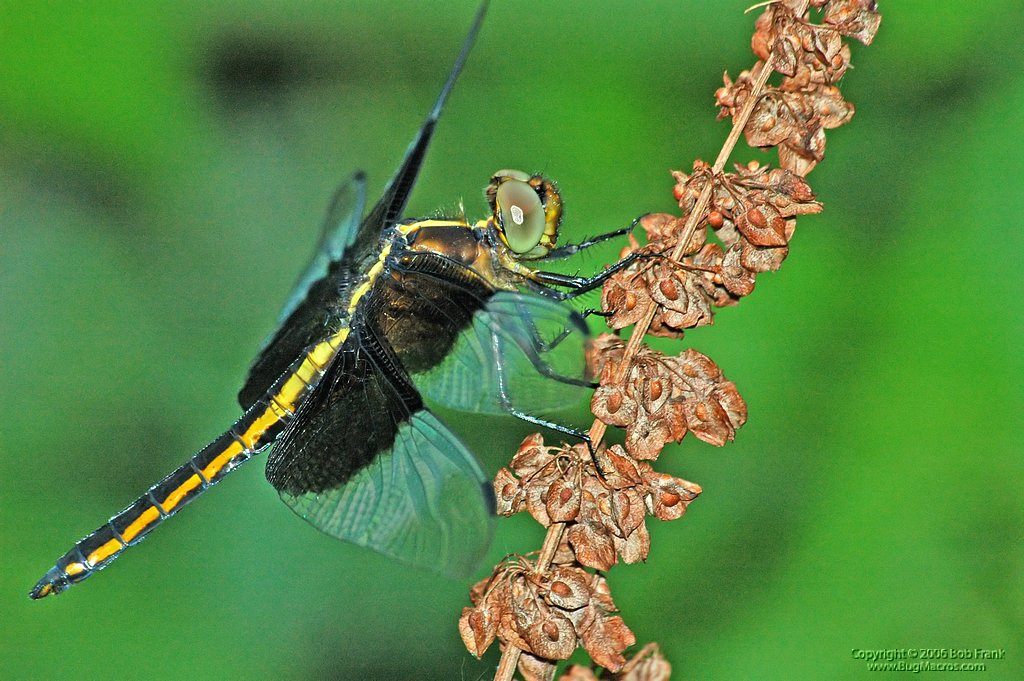6-4-04_yelloe dragonfly2.jpg