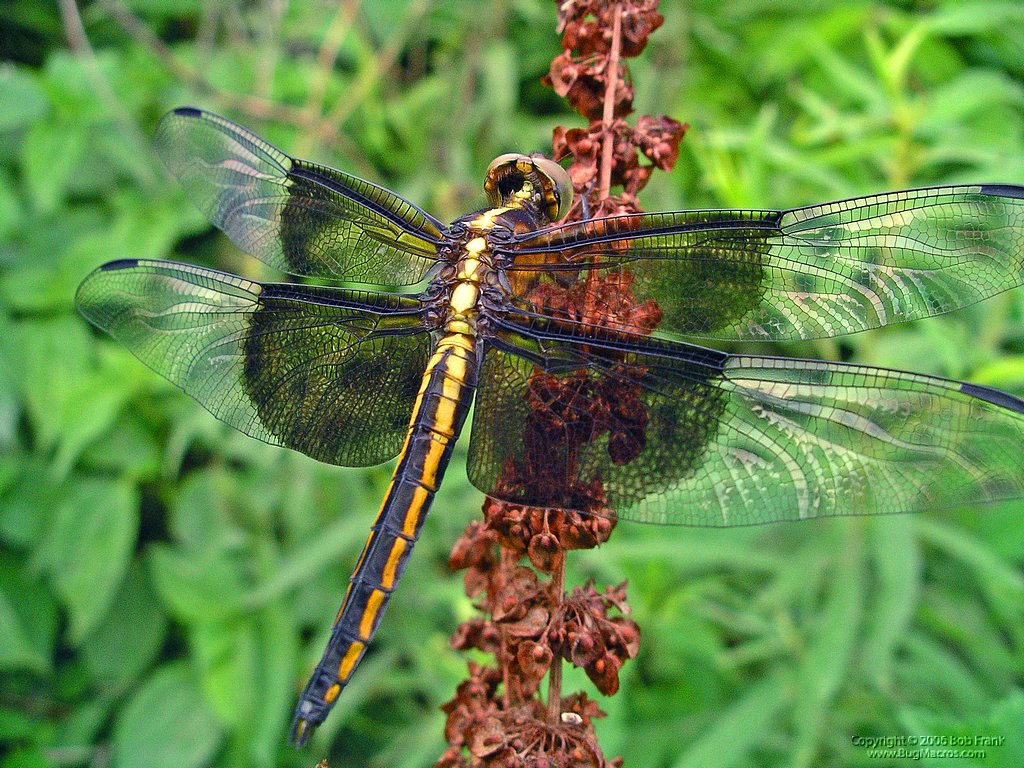 6-4-04_yellow dragonfly 5.jpg