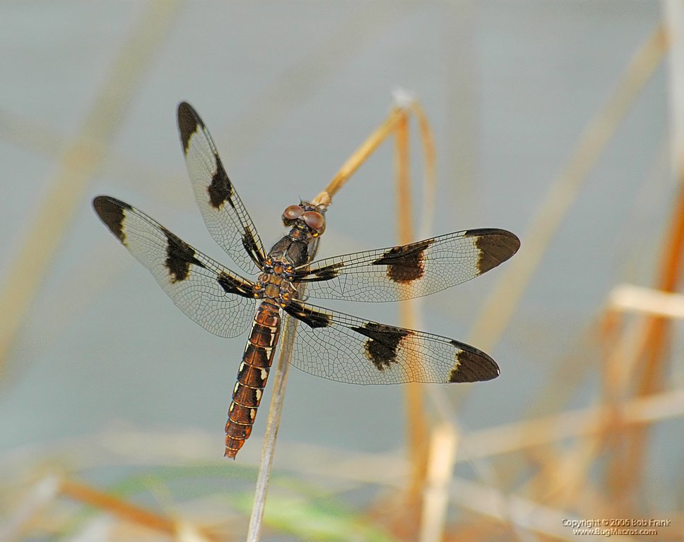 DSC_0446.jpg