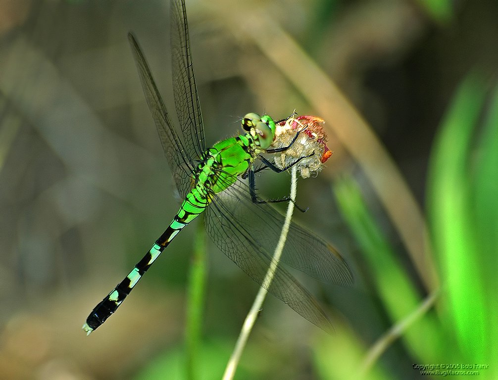DSC_0586.jpg