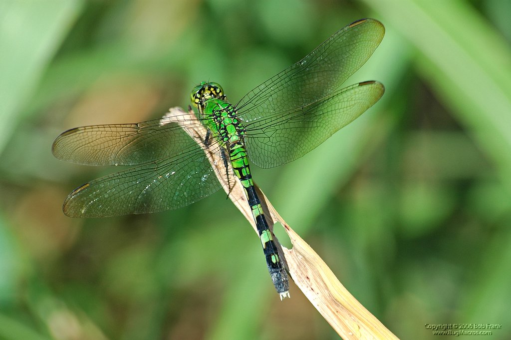 DSC_0603.jpg