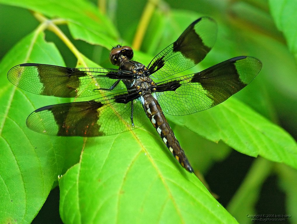 DSC_0674_rev.jpg