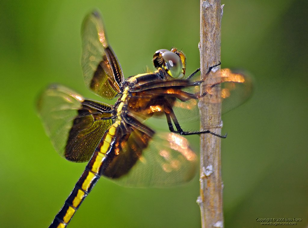 dragon fly6.jpg