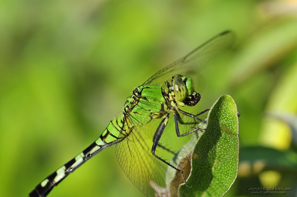 green_dragon_fly1.jpg