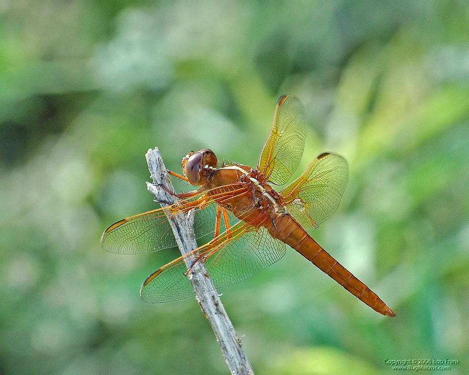 oragge dragon fly_filtered2.jpg