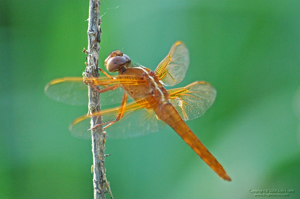 orange_Dragon_Fly2.jpg