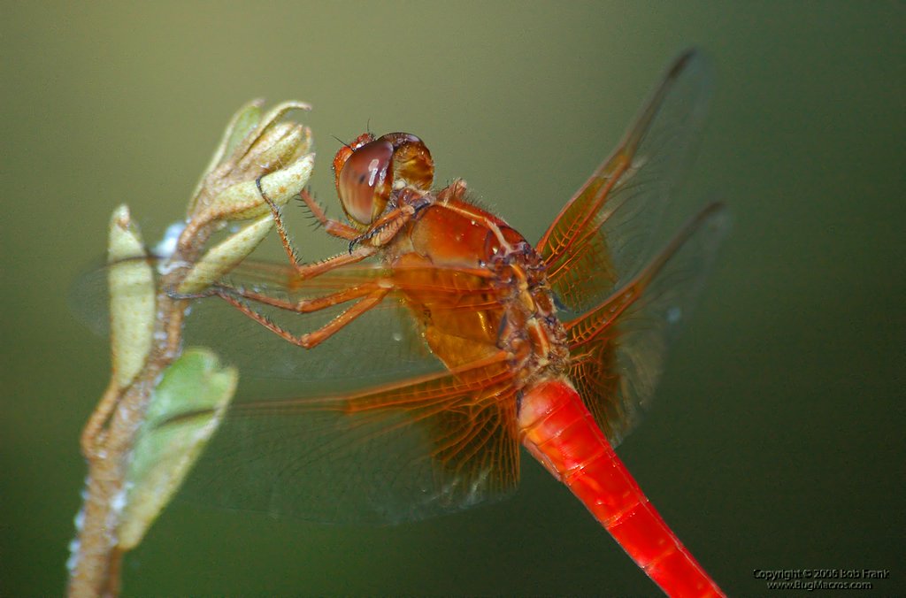 red dragonfly_filtered.jpg