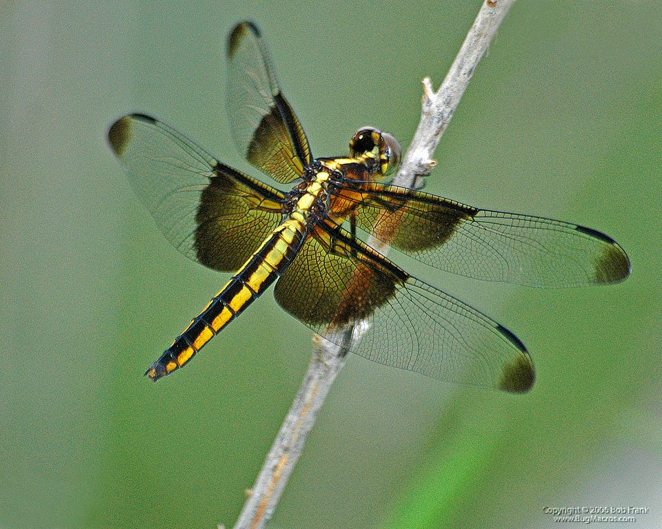 yellow_Dragon_Fly2.jpg