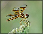 DSC_0257_rev.jpg