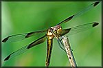 DSC_0277_rev2.jpg