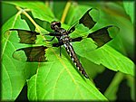 DSC_0674_rev.jpg