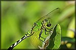 green_dragon_fly1.jpg