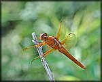 oragge dragon fly_filtered2.jpg