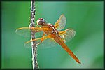 orange_Dragon_Fly2.jpg