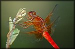 red dragonfly_filtered.jpg