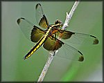 yellow_Dragon_Fly2.jpg