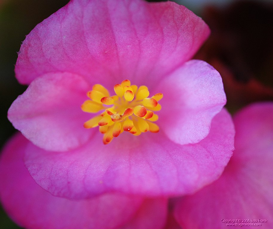 DSC_0231.jpg