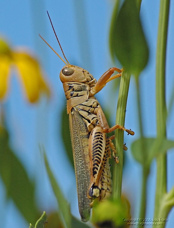 DSC_0648_rev.jpg