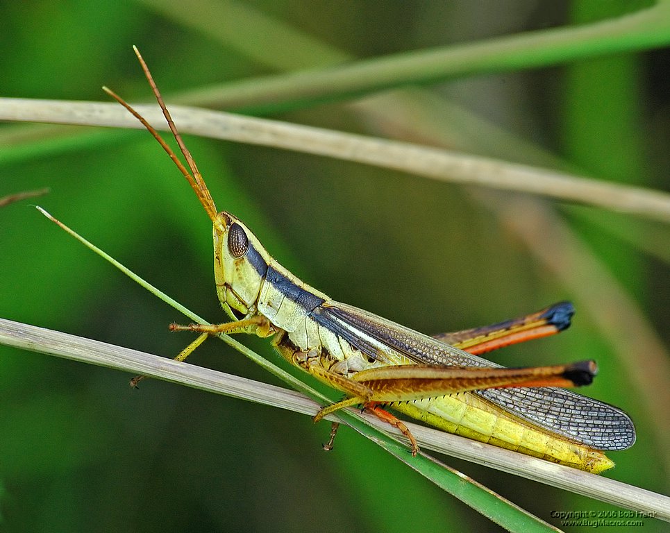 DSC_0690_rev.jpg