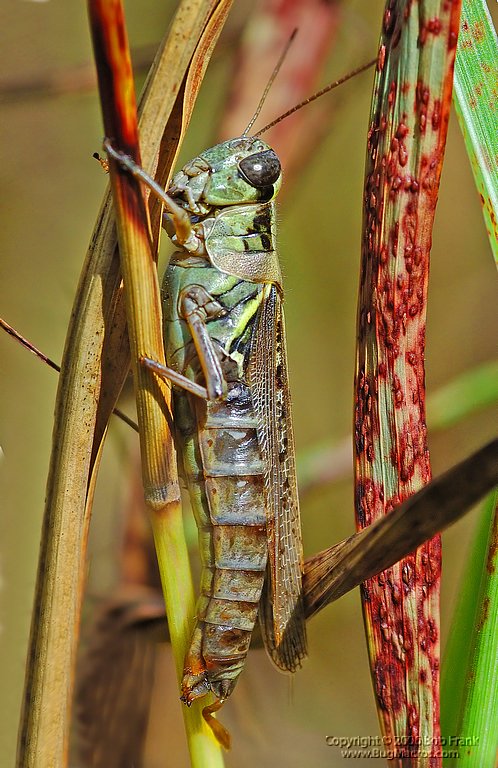 DSC_2255.jpg
