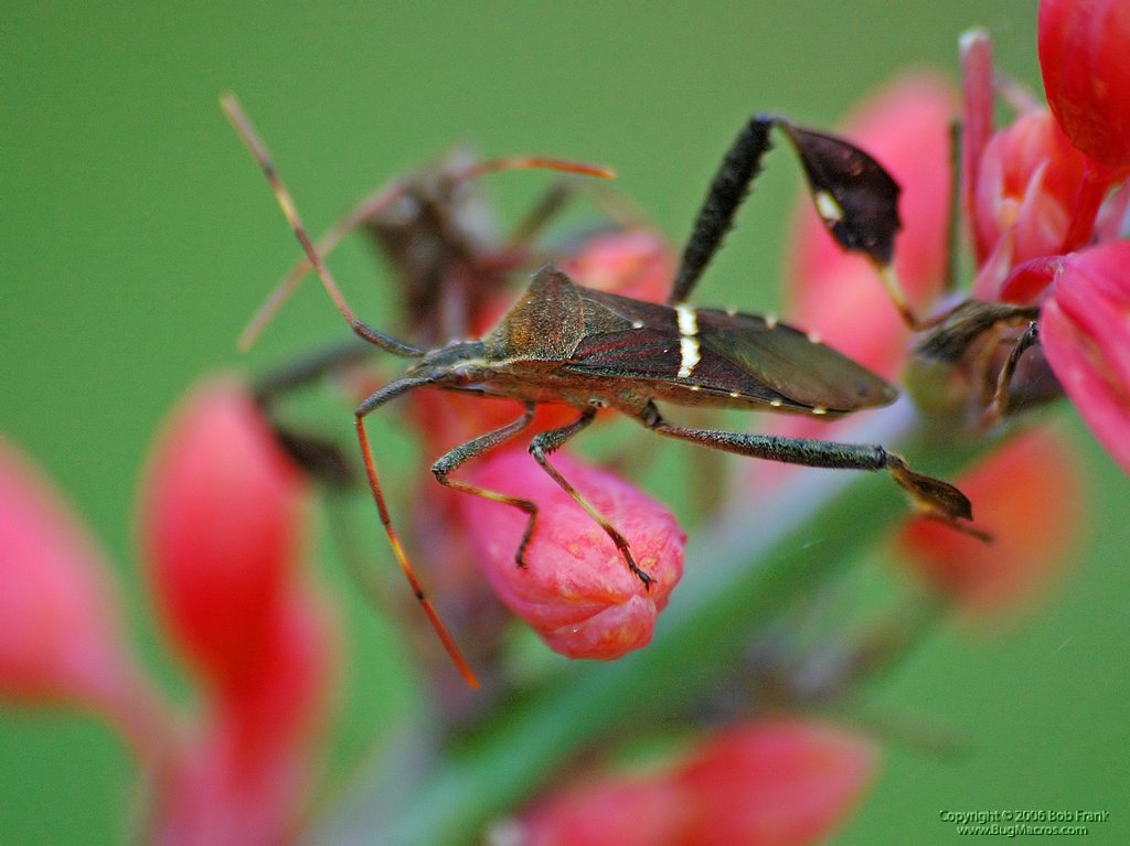 stink bug on pink.jpg