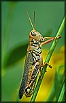 DSC_0651_rev.jpg