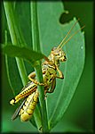 DSC_0660_rev.jpg