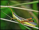 DSC_0690_rev.jpg