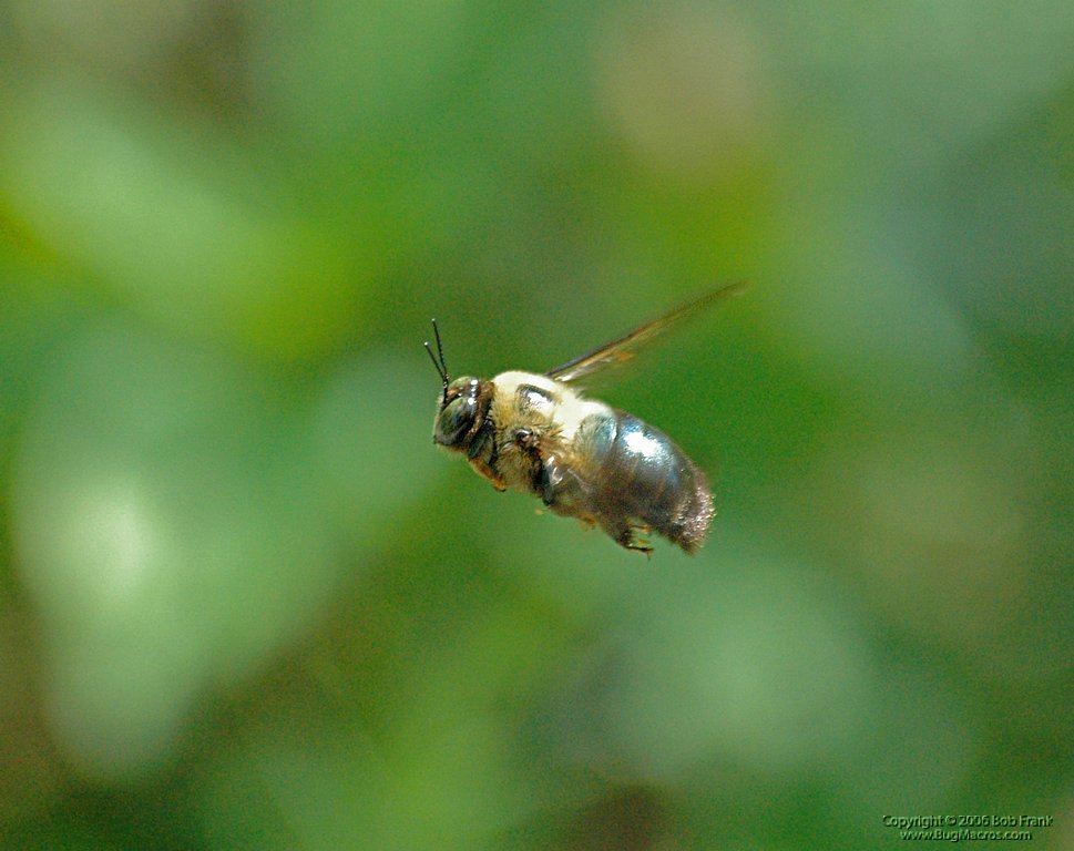 5-15bee flying.jpg
