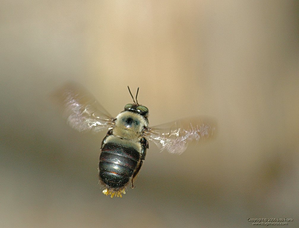 5-15bee flying2.jpg