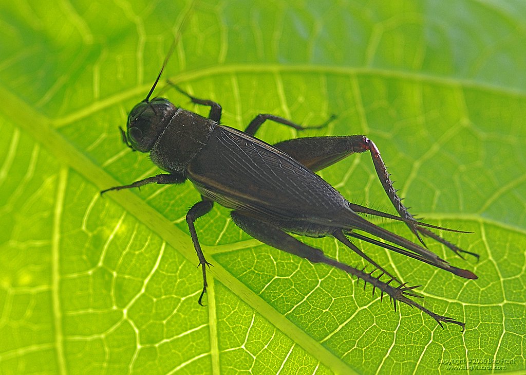 DSC_0090.jpg