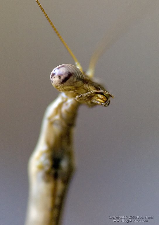 Mantis4.jpg