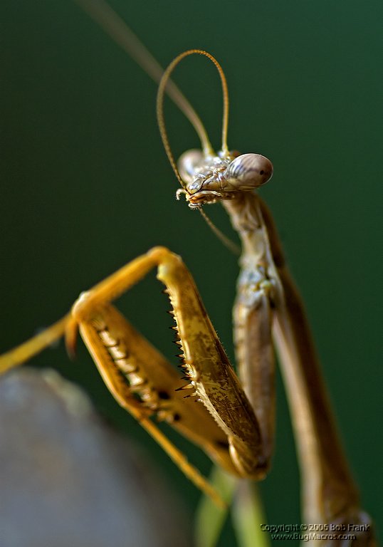Mantis_Cleaning.jpg