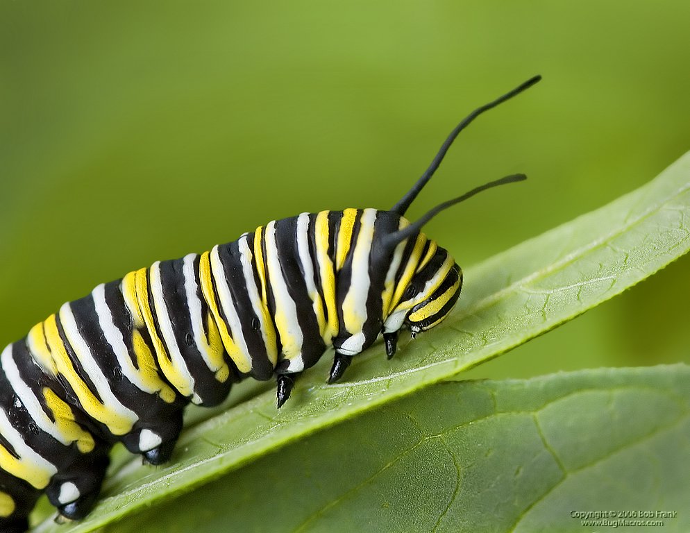 Monarch_Catapillar.jpg