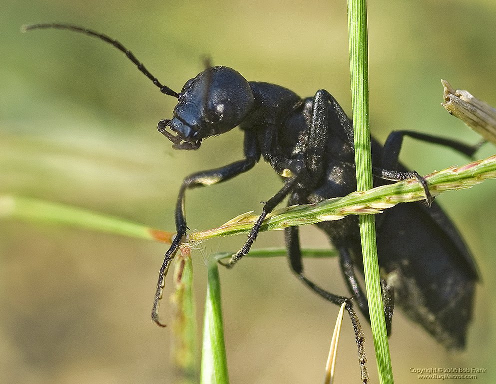 black_bug.jpg