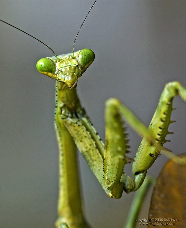 mantis1.jpg
