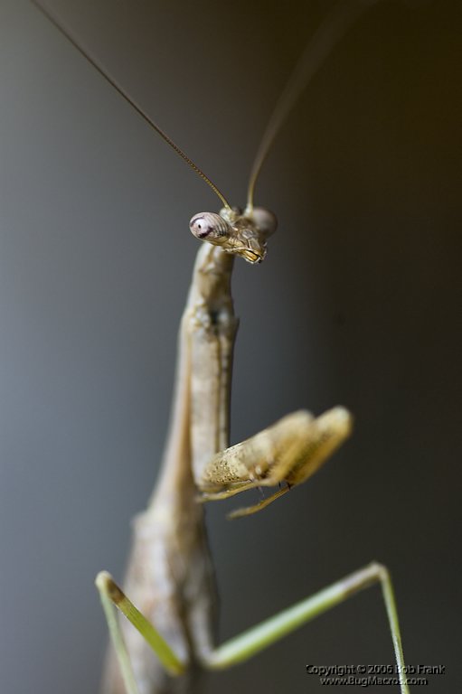 mantis2.jpg