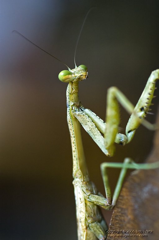 mantis3.jpg