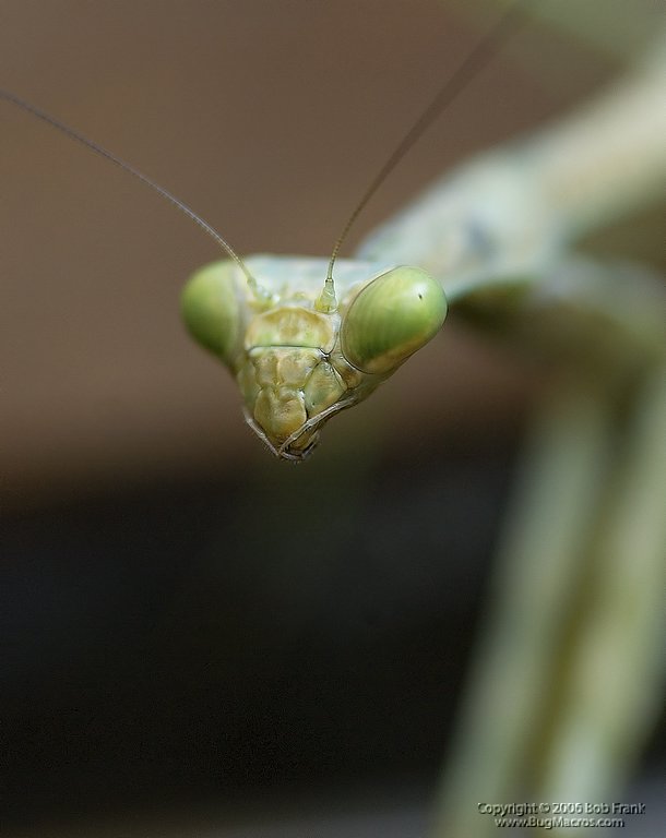 mantis5.jpg