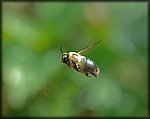 5-15bee flying.jpg