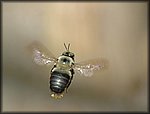 5-15bee flying2.jpg