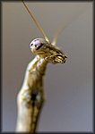 Mantis4.jpg