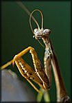 Mantis_Cleaning.jpg