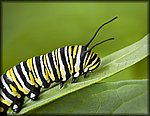 Monarch_Catapillar.jpg