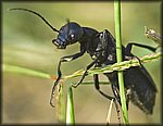 black_bug.jpg